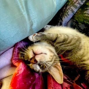 Meet your Posher, Buzz